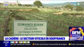 La Cadière: le secteur viticole en souffrance