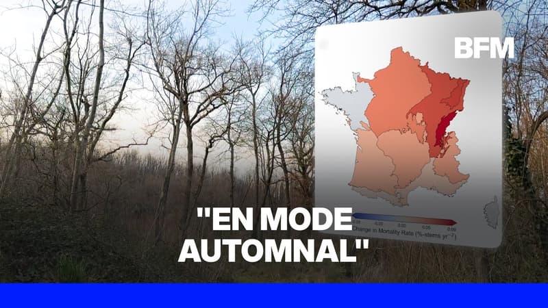 La mortalité des arbres a doublé en dix ans
