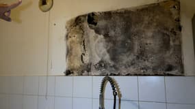 Des moisissures dans un logement social de Mitry-Mory (Seine-et-Marne), début septembre 2024. 