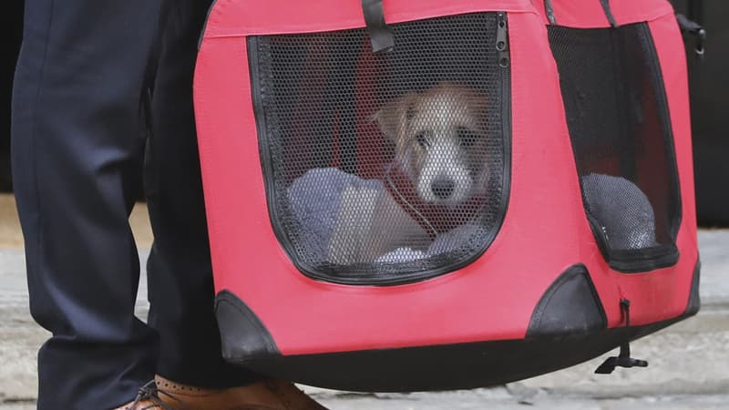 Dilyn vit désormais dans l'appartement de Boris Johnson et de sa compagne, au-dessus du 11 Downing Street