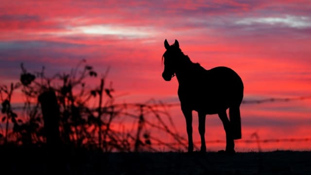 Chevaux Mutiles Le Ministre De L Agriculture Annonce Une Cellule D Ecoute Pour Les Eleveurs