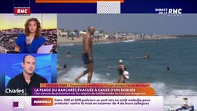 Ziani : "Au Barcarès, c'était un requin bleu, qui vient fréquemment près des côtes"