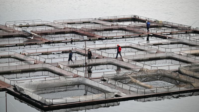 Plus d'une demi-tonne de béluga par an vendue jusqu'à 8.000 euros le kilo: la Bulgarie se hisse parmi les principaux producteurs européens du "roi" des caviars