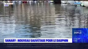 Sanary-sur-Mer: le dauphin égaré dans le port toujours bloqué