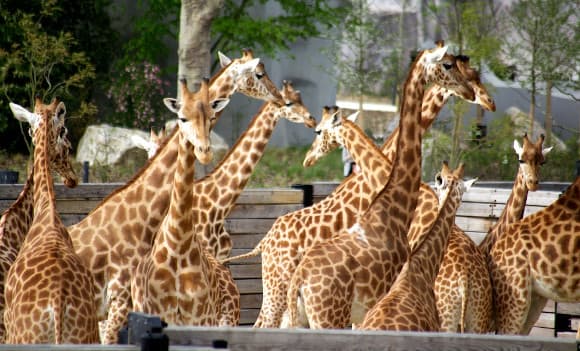 Les girafes du zoo de Vincennes, dans leur enclos.