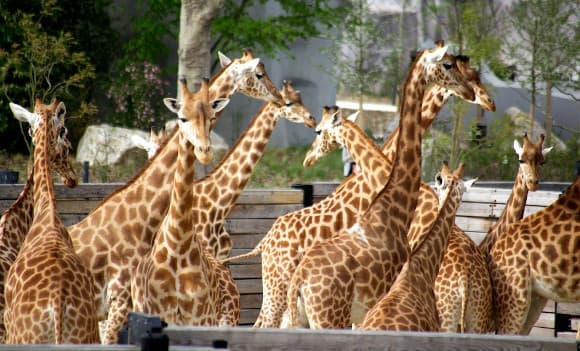 Les girafes du zoo de Vincennes, dans leur enclos. Les girafes du zoo de Vincennes, dans leur enclos.