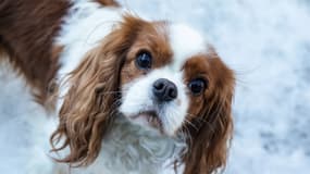 Un Cavalier King Charles à Oslo, en Norvège, le 7 février 2022