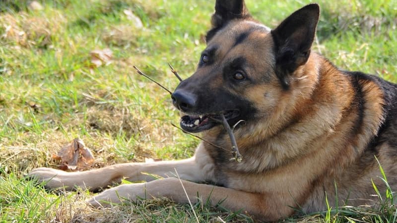 Un berger allemand (Photo d'illustration)