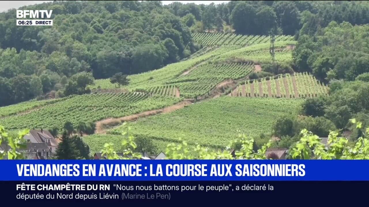 Sécheresse: des vendanges plus précoces, mais le recrutement des saisonniers de plus en plus difficile