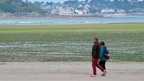 Des promeneurs sur la plage de Saint-Michel-en-Grève, recouverte d'algues vertes, le 24 mai 2024