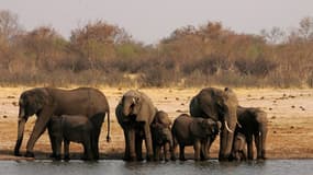 Le parc national de Hwange abrite de nombreux éléphants, peût trop vu les réserves d'eau du Zimbabwe.