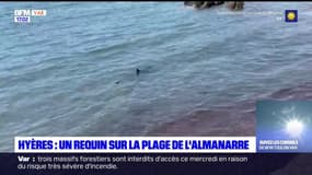 Hyères: le requin détecté à Hyères n'inquiète pas les baigneurs varois