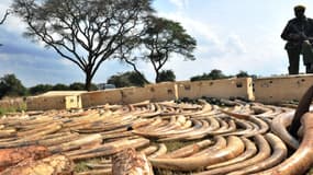 Photo prise en août dernier près de Nairobi au Kenya d'un garde chargé de veiller sur un butin d'ivoire confisqué après un assaut de la veille.