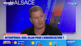 Intempéries: quel bilan pour l'arboriculture ?