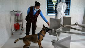 Un chien entrainé à la détection du Covid-19 au Cambodge, en septembre 2021
