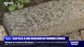 "Elles vous montent dessus, elles vous mordent, on est pas chez soi": Albi fait face à une invasion de fourmis corses