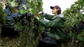 Une saisonnière cueille des grappes de Pinot Meunier le 12 septembre 2008 au premier jour des vendanges en Champagne à Charly-sur-Marne sur le domaine de la famille Gratiot.