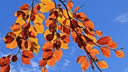 Des feuilles d'arbres sous les rayons du soleil d'automne (ILLUSTRATION)