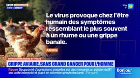 BFM Normandie et vous: un élevage de Lison infecté par la grippe aviaire
