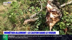 Monêtier-Allemont: les castors posent problème aux agriculteurs