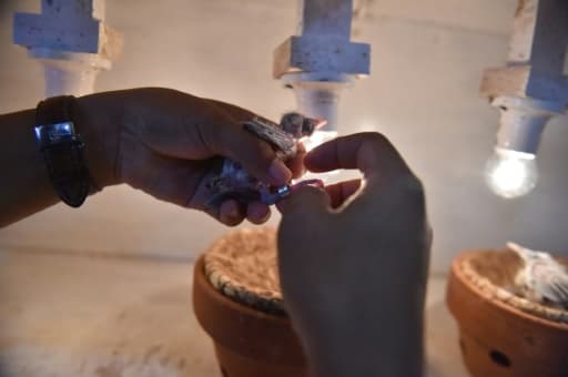 Un homme fixe un bracelet metallique à un oisillon, pour prouver sa naissance en captivité, dans le jardin tropical de Megananda Daryono, à Bogor, dans la proche banlieue de la capitale Jakarta, le 6 janvier 2016 Un homme fixe un bracelet metallique à un oisillon, pour prouver sa naissance en captivité, dans le jardin tropical de Megananda Daryono, à Bogor, dans la proche banlieue de la capitale Jakarta, le 6 janvier 2016