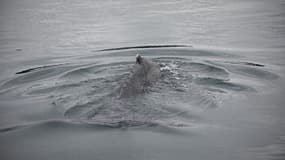 Une baleine à bosse nage dans la Rance entre Dinard et Saint Malo, le 10 février 2023 (photo illustration)