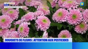 Strasbourg: sensibilisation sur les fleurs coupées vendues contaminées par les pesticides