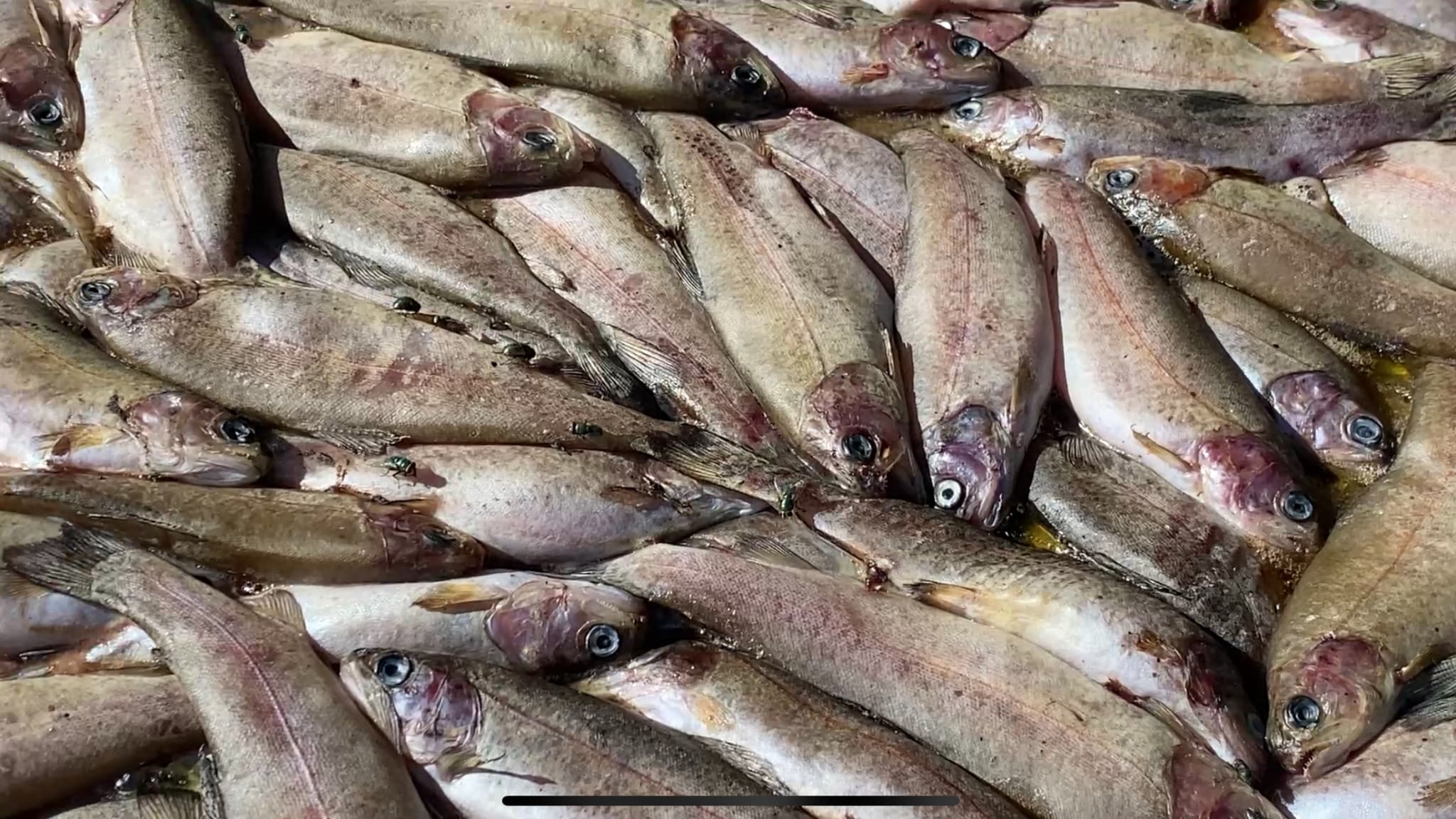 Des truites retrouvées mortes à la pisciculture du Paradou à Pignans (Var) le 22 août 2022. Des truites retrouvées mortes à la pisciculture du Paradou à Pignans (Var) le 22 août 2022.