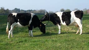 Deux vaches de la race bretonne pie noir.