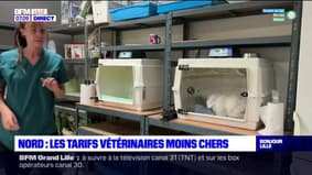 Nord: les tarifs vétérinaires les moins chers de France?