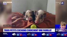 Colmar: trois petits cochons sauvés la semaine dernière cherchent une famille