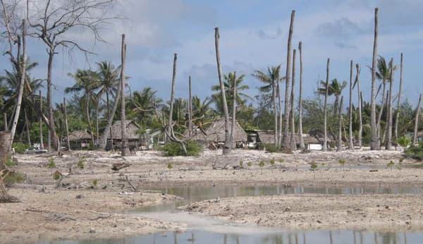 L'érosion du littoral liée à l'élévation du niveau de la mer a un impact destructeur sur les villages côtiers et provoque la mort des palmiers à noix de coco, ici au village d'Eita, sur l'atoll de Tarawa, aux Kiribati, en juillet 2008.