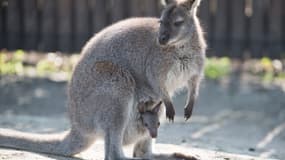 Un bébé kangourou sort la tête de la poche de sa mère, au Zoo de Hoyerswerda, en Allemagne, le 16 avril 2019 (illustration)