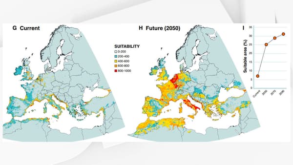 Modélisation de la capacité pour les fourmis de feu à s'établir en Europe d'ici 2050