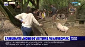 Haut-Rhin: la fréquentation est moindre au Naturoparc, notamment à cause de la pénurie de carburant, selon les dirigeants