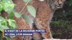 Ces trois bébés lynx sont nés à Paris