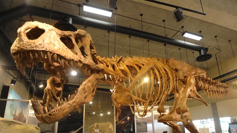Le squelette de Scotty est exposé au musée du Saskatchewan, au Canada.