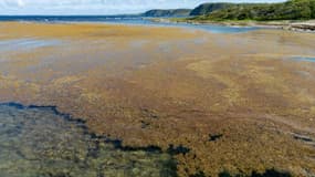 Des sargasses près de la plage de Petit Canal, en Guadeloupe, le 16 avril 2023