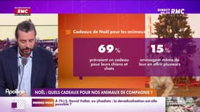 On n'a pas osé vous en parler : Noël, quels cadeaux pour nos animaux de compagnie ? - 05/12