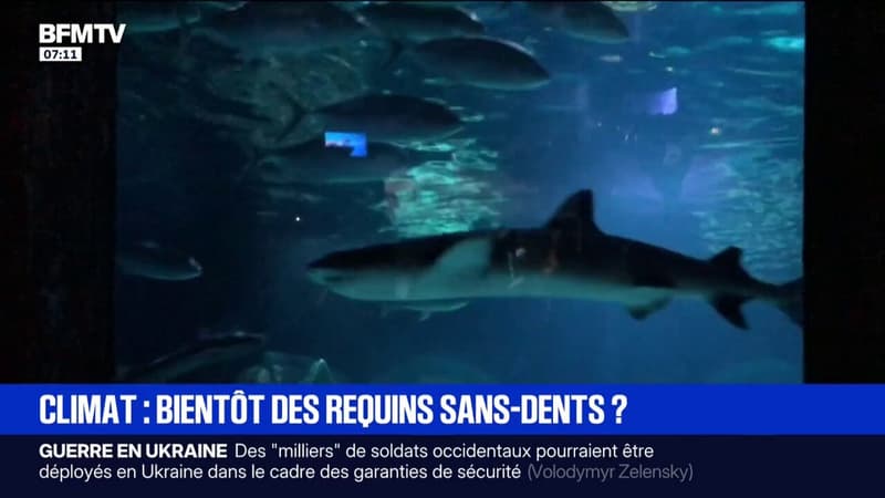 L acidification des oceans provoquee par l exces de CO2 fragilise la dentition des requins selon une etude allemande 2133185