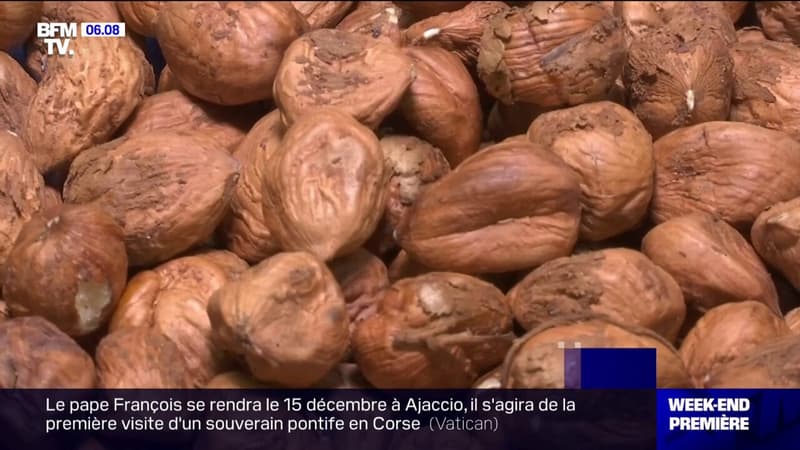 Noisette: la détresse des producteurs français