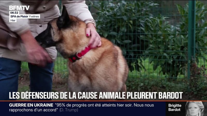 "Heureusement qu'elle était là": les défenseurs de la cause animale pleurent Brigitte Bardot