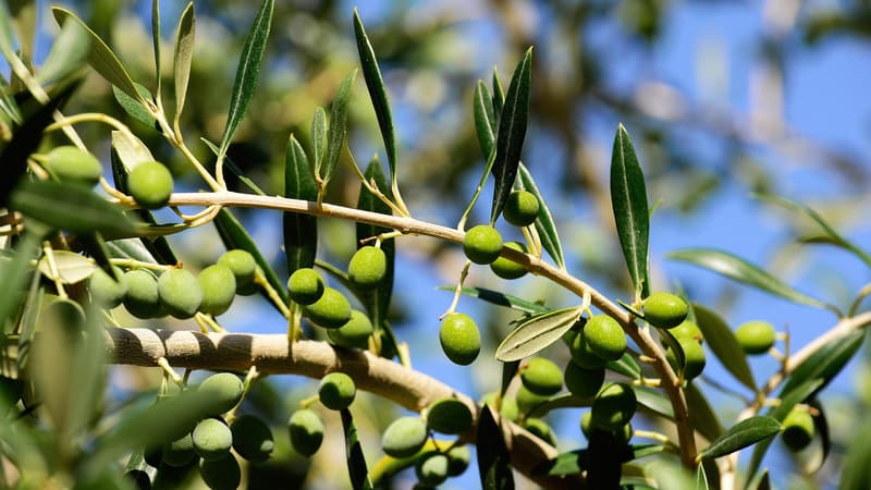 Les prix de l'huile d'olive s'envolent sous l'effet de la sécheresse et des difficultés d'approvisionnement
