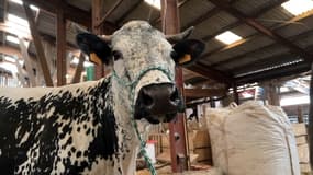Louise va représenter les vaches vosgiennes au Salon de l'Agriculture à Paris, du 25 février au 5 mars prochains.