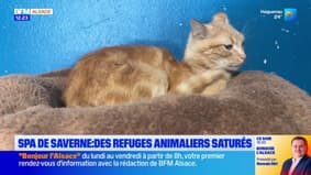 Les refuges animaliers saturés, la SPA de Saverne met en place une liste d'attente