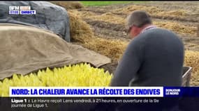 Nord: la chaleur avance la récolte des endives