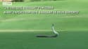 Un surprenant combat de serpents mortels sur un golf