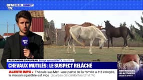 Chevaux mutilés: le suspect arrêté lundi et placé en garde à vue a été remis en liberté sans poursuite