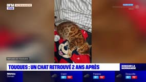 Calvados: un chat retrouvé deux ans après sa disparition