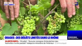 Orages dans le Rhône : vignes touchées mais dégâts limitées dans le Beaujolais